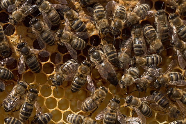 beehive, bee, honeycomb, beeswax, honey, yummy, queen bee, queen, honey yellow, golden yellow, queen bee, queen bee, queen bee, queen bee, queen bee
